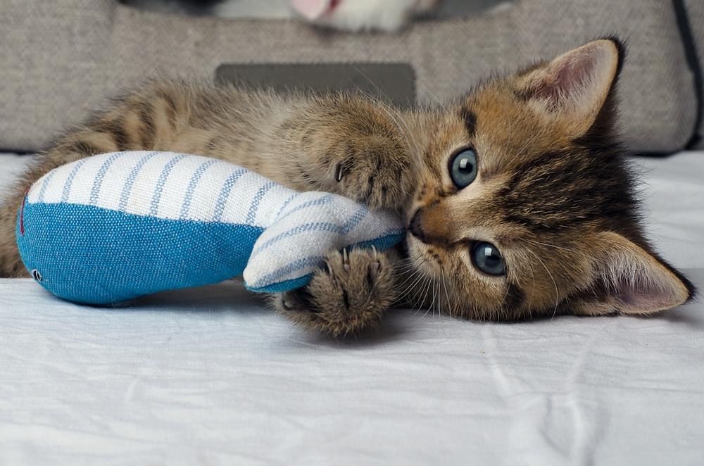 Активность беспородной кошки