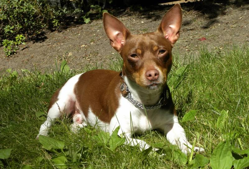 Породы длинных собак: тедди-рузвельт-терьер Породы длинных собак: тедди-рузвельт-терьер