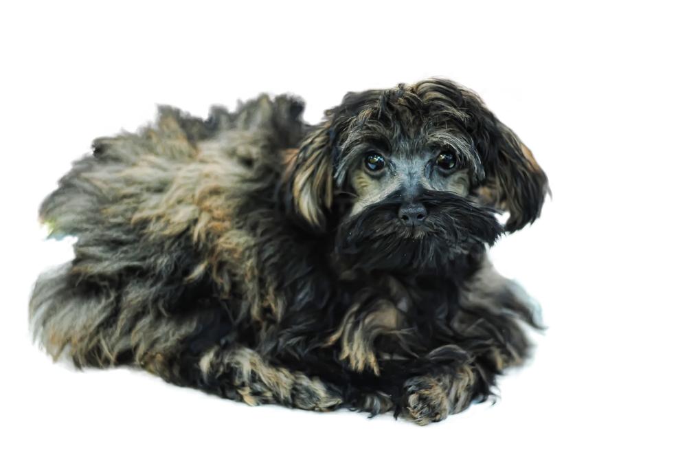 полос петербургская орхидея.jpg