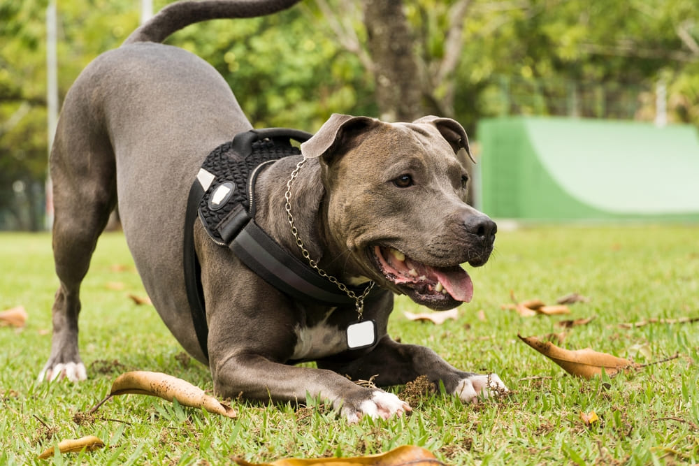 Активность влияет на то, сколько весит питбуль