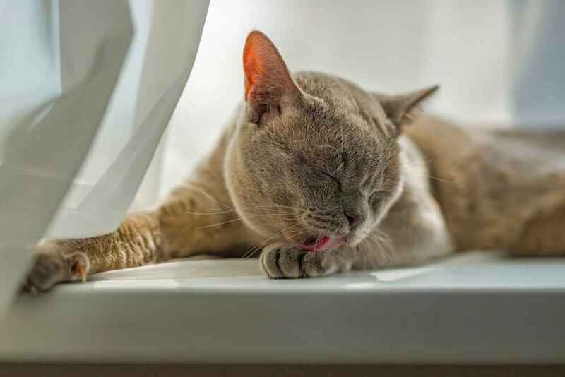 Вес бурманской кошки растет по месяцам