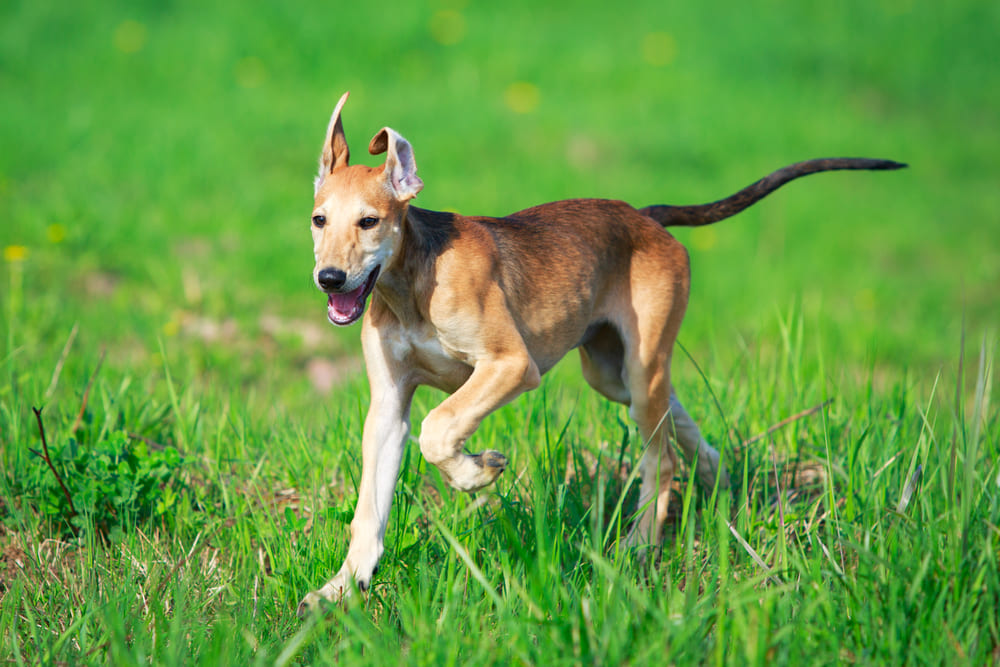 Хортые борзые нуждаются в социализации