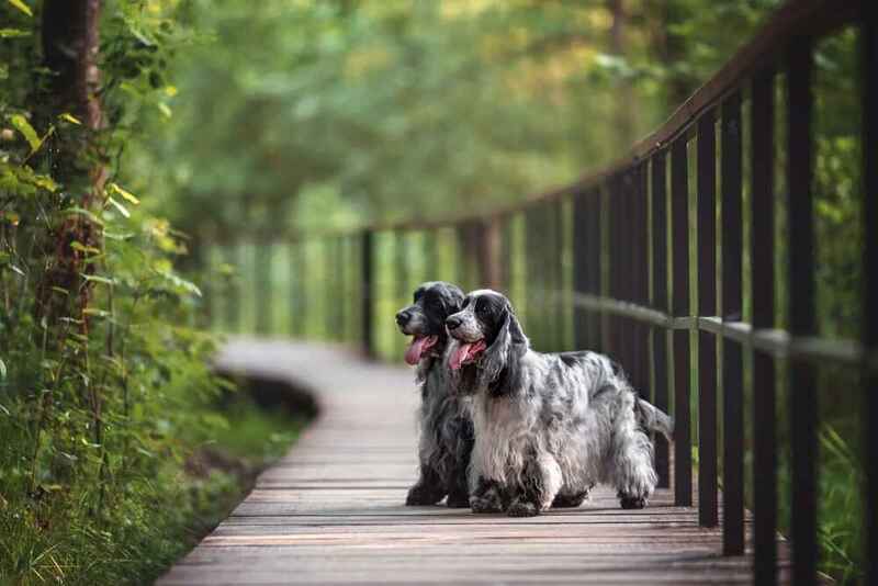 Собаки породы английский-кокер-спаниель на фото