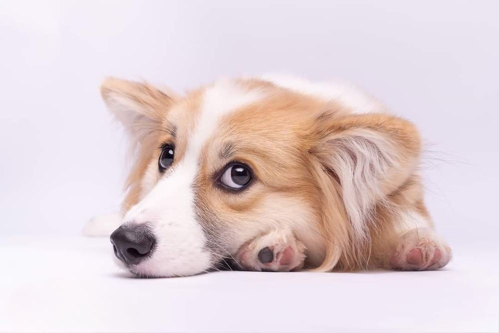 У породы корги есть характерные болезни
