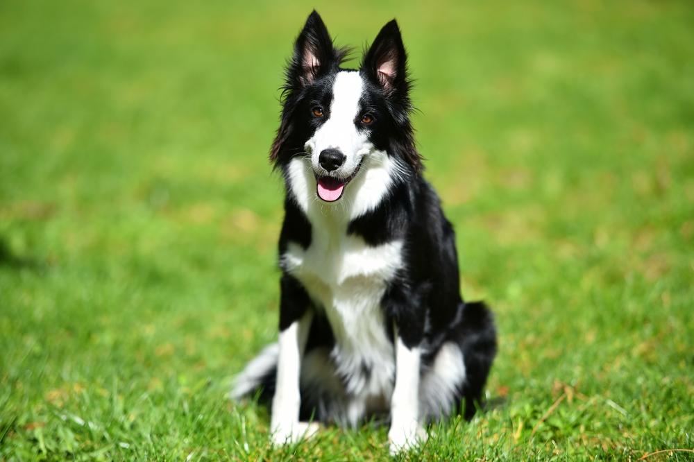 Какие окрасы бордер-колли разрешены стандартом?