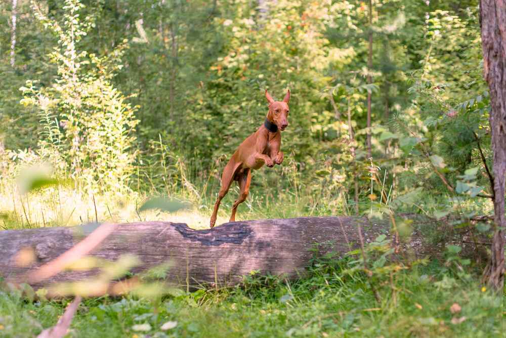 Какие болезни характерны для Чирнеко дель Этна?