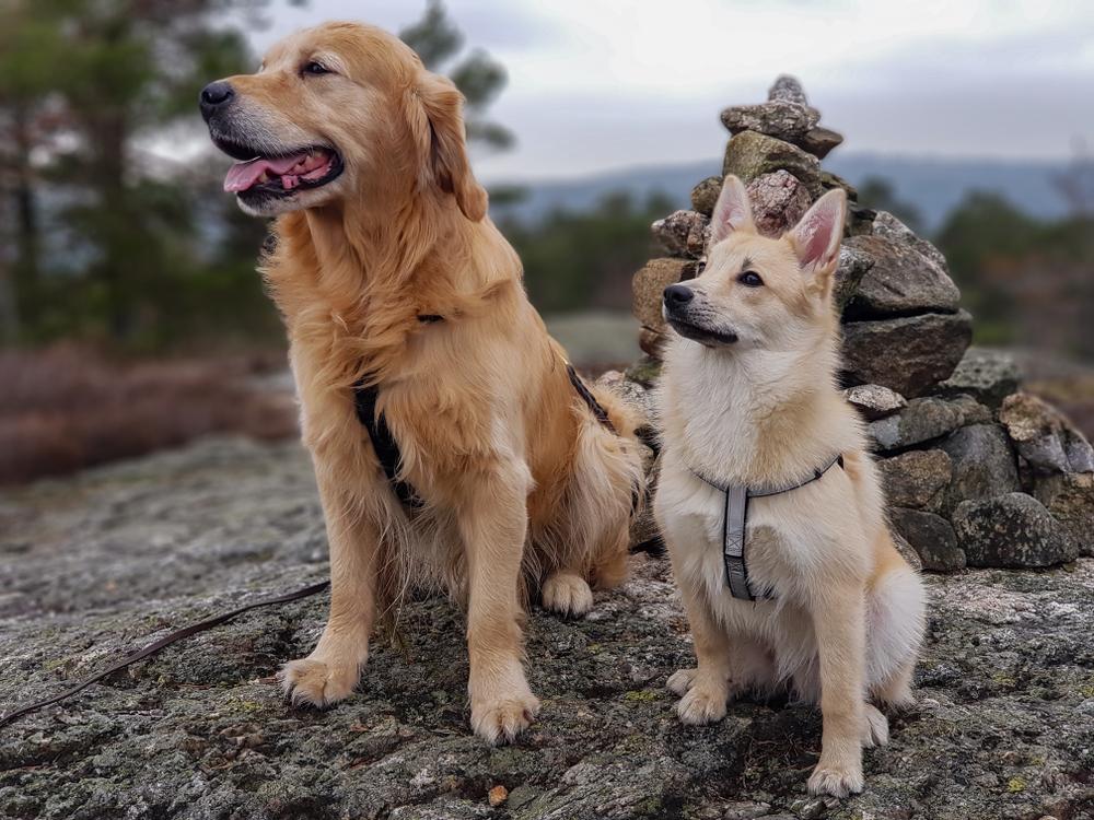 история происхождения норвежского бухунда