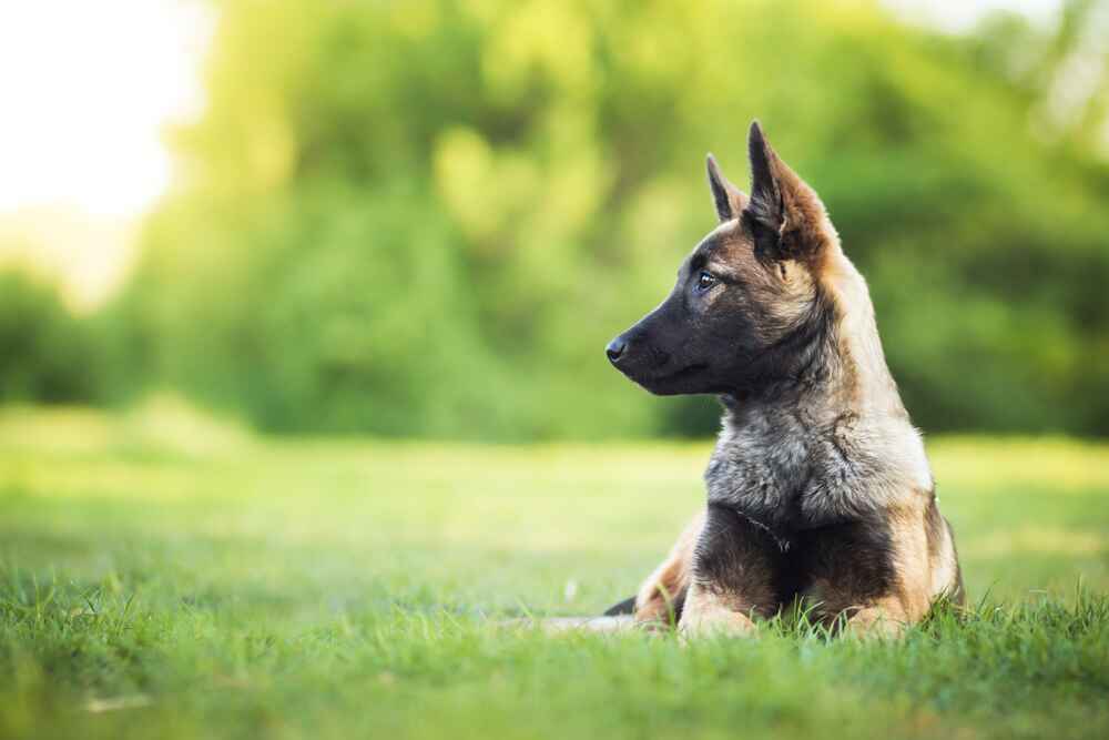 Активность влияет на то, сколько живут бельгийские овчарки
