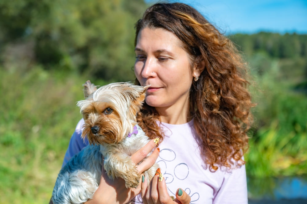 У йоркширских терьеров диагностируют болезни глаз