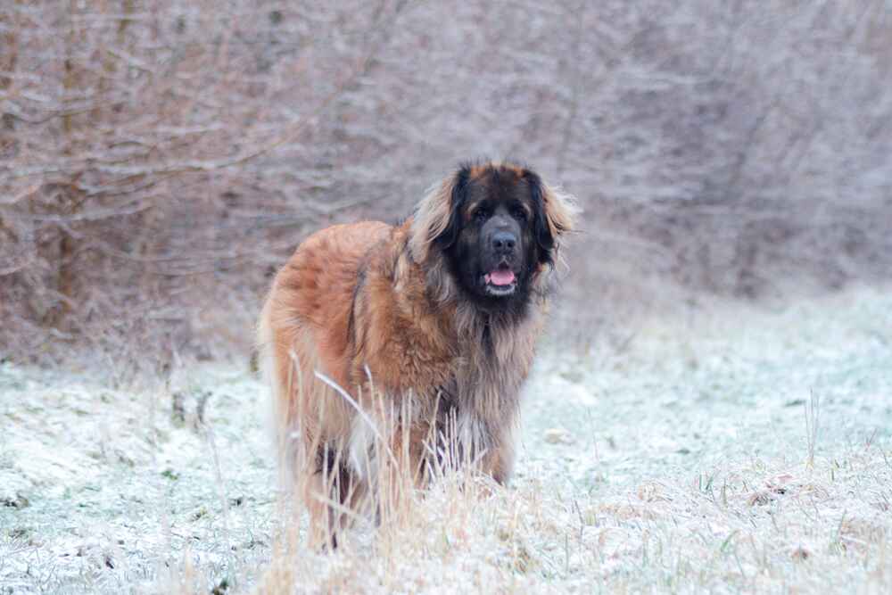 Леонбергер склонен к дисплазии