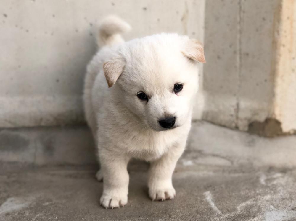 Советы по выбору щенка корейского чиндо 