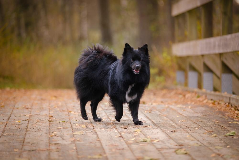 Все виды шпицев: миттельшпиц Все виды шпицев: миттельшпиц