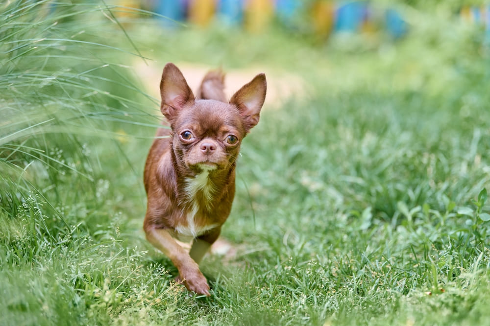 Повторную вязку чихуахуа проводят через 1-2 дня