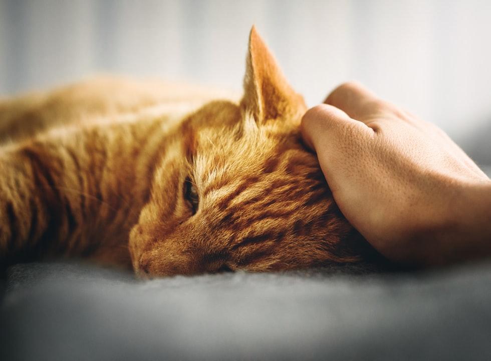 Диета и уход при гипертиреозе у кошек