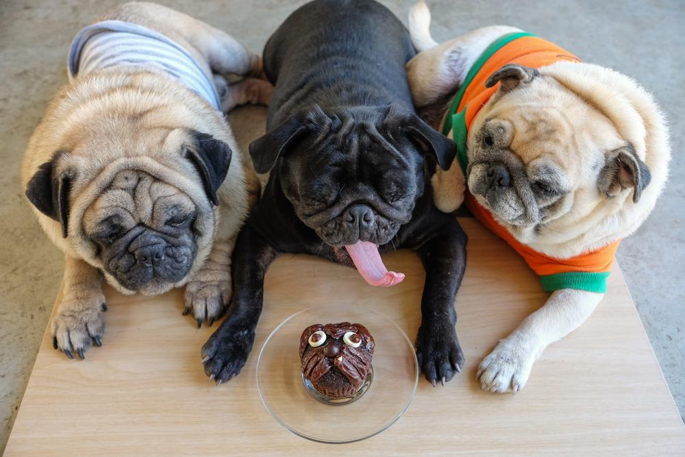 Что делать, если собака съела шоколад