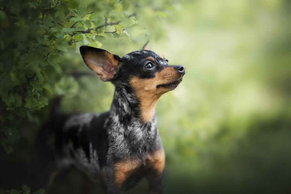 Владелец в силах повлиять на то, сколько может прожить пражский крысарик