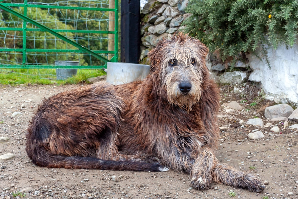 Владельцу интересно, сколько живут ирландские волкодавы по человеческим меркам