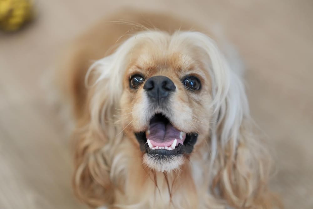 Глаза американского кокер-спаниеля требуют ухода