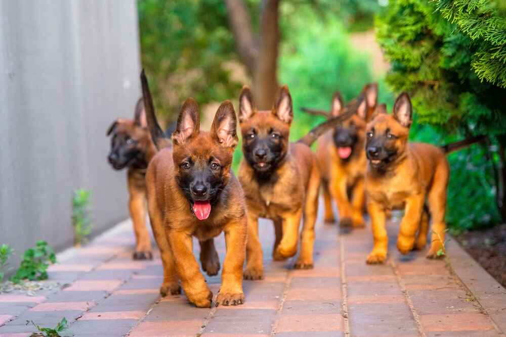 Владельцу важно понимать, сколько этапов взросления проживает бельгийская овчарка