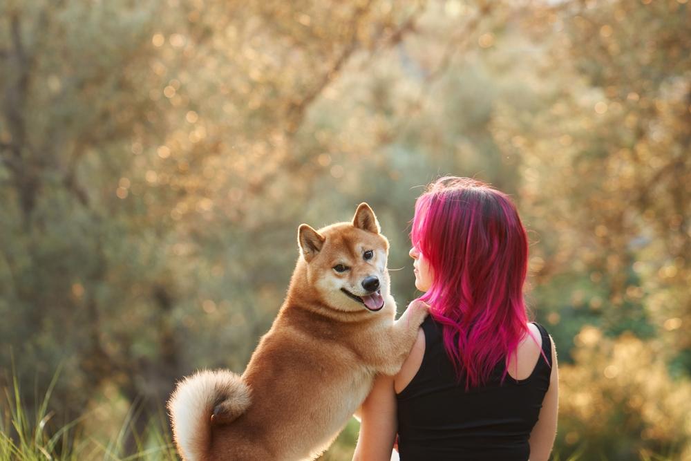 Кинологические виды спорта для сиба-ину Кинологические виды спорта для сиба-ину