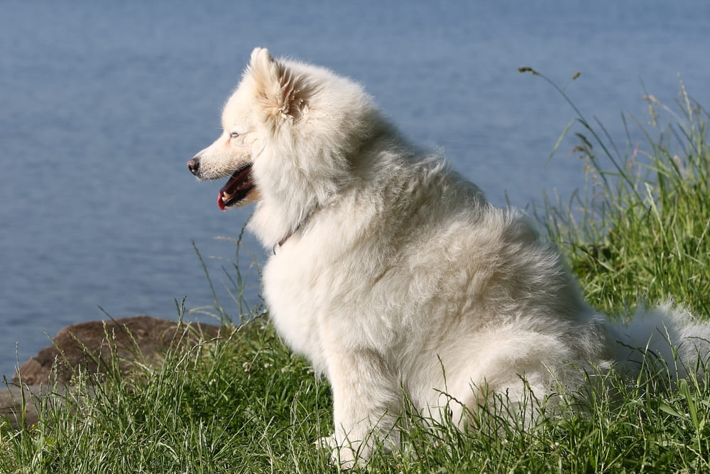 Дрессировка самоеда