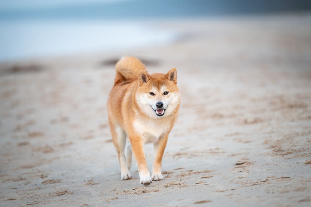 Надо следить, сколько весит взрослеющая сиба-ину