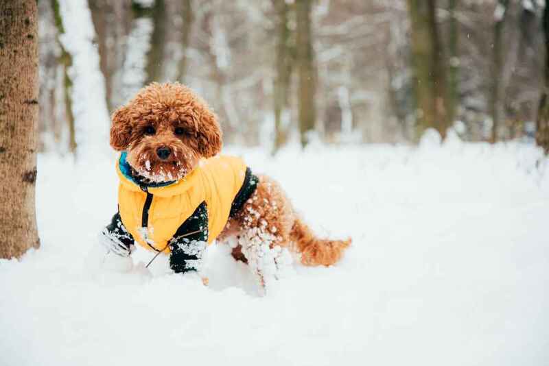 Какие болезни характерны для пуделей?