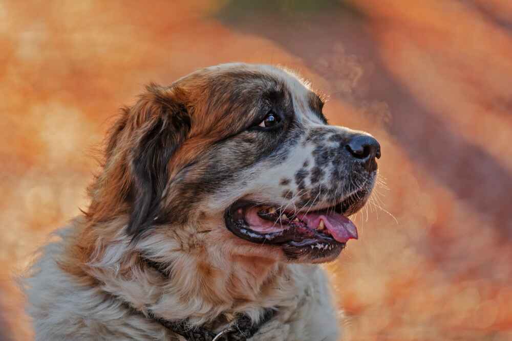 Московская сторожевая нуждается в дрессировке