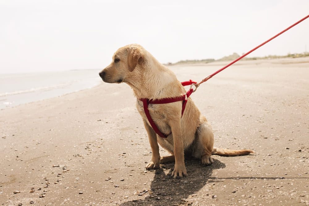 Болезни лабрадора можно профилактировать