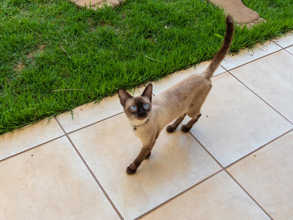 Самые здоровые породы кошек: сиамская кошка