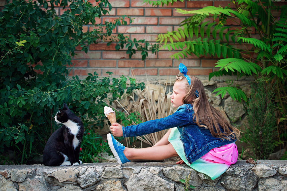 Можно ли кошке предлагать мороженое?