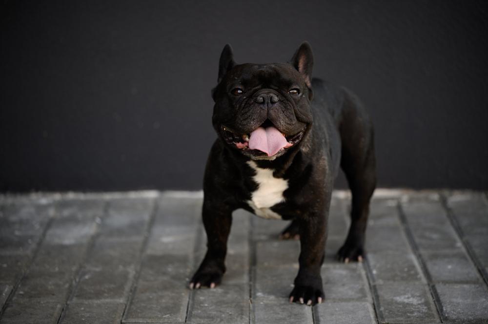 Маленькие породы, похожие на мопса: французский бульдог Маленькие породы, похожие на мопса: французский бульдог