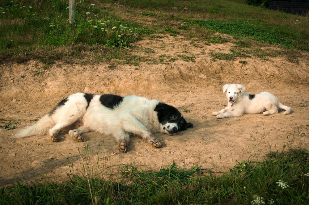Здоровье и болезни буковинской овчарки 