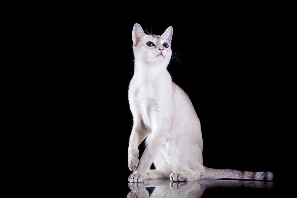 Уход за тонкинской кошкой 