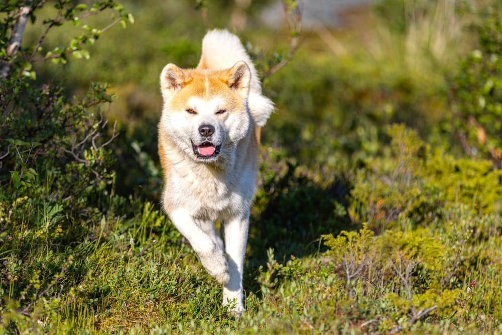 После вязки у акита-ину наступает беременность