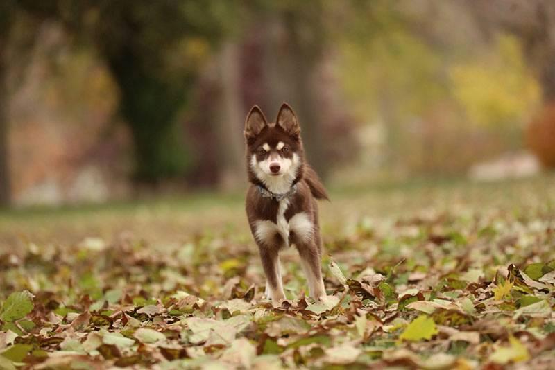Маленькие собаки, похожие на хаски: помски Маленькие собаки, похожие на хаски: помски