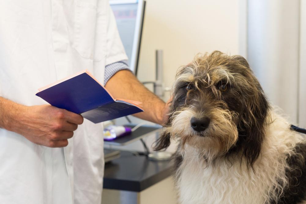 Где получить ветеринарный паспорт на собаку