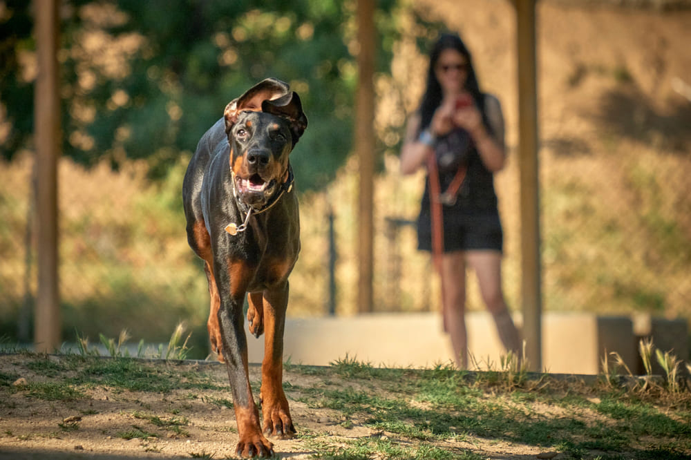 Человеку нужно следить, сколько весит его доберман