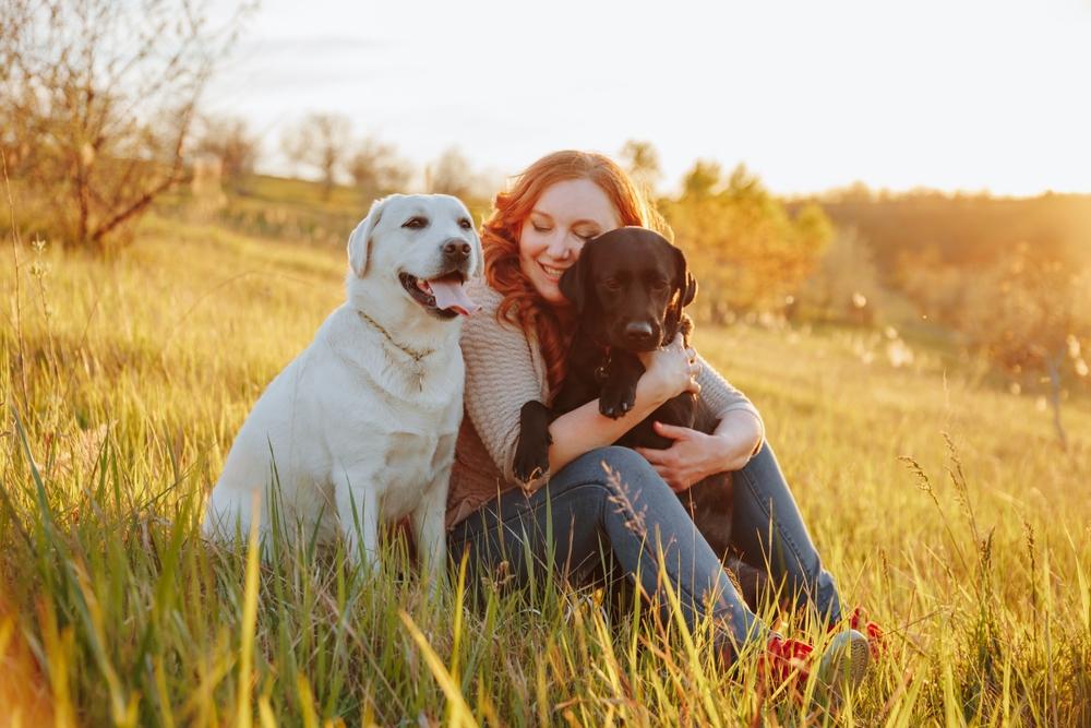 Какой характер у лабрадора белого цвета?