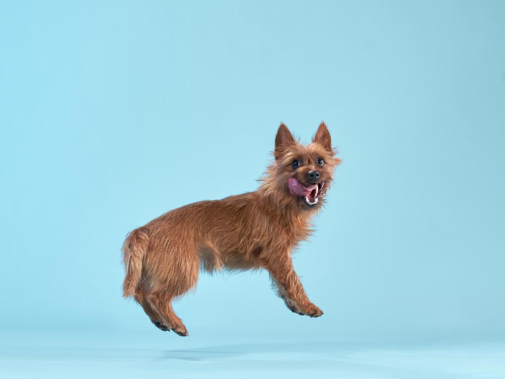 Особенности кормления австралийского терьера 