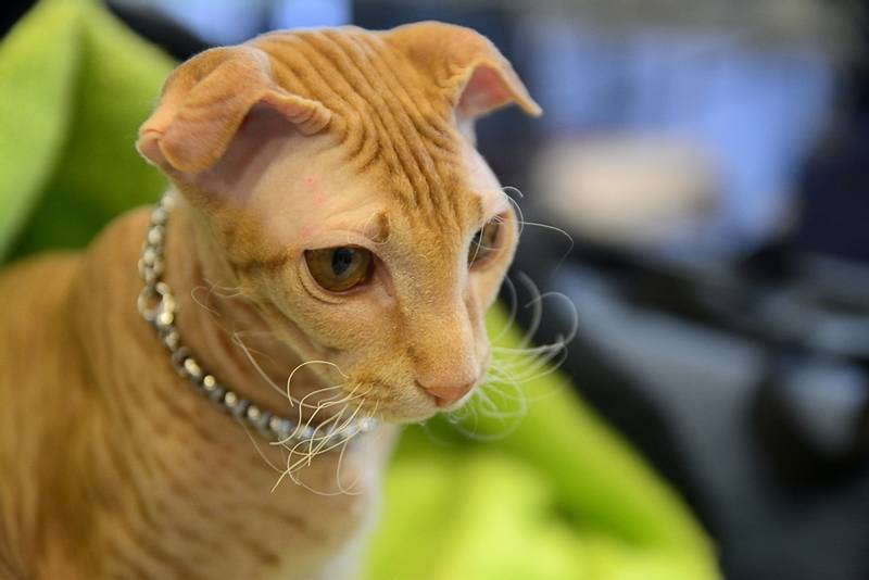 Породы кошек с загнутыми ушами: украинский левкой