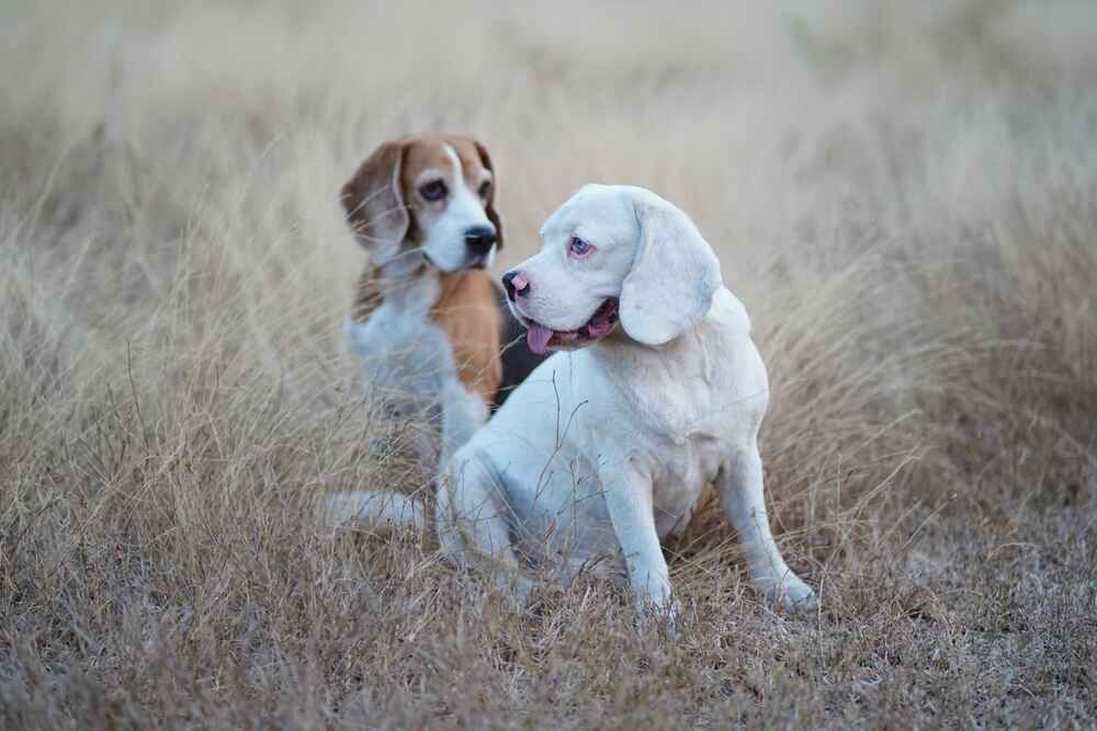 Два бигля разного окраса