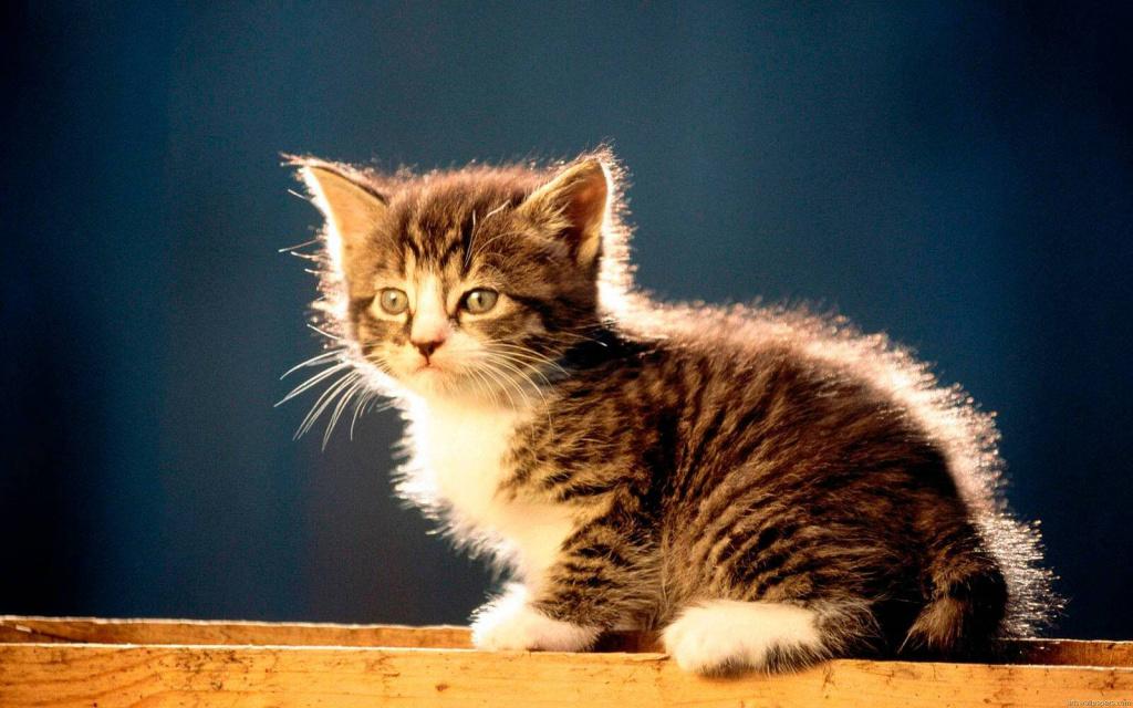 Породы кошек с необычной короткой шерстью: американская жесткошерстная Породы кошек с необычной короткой шерстью: американская жесткошерстная