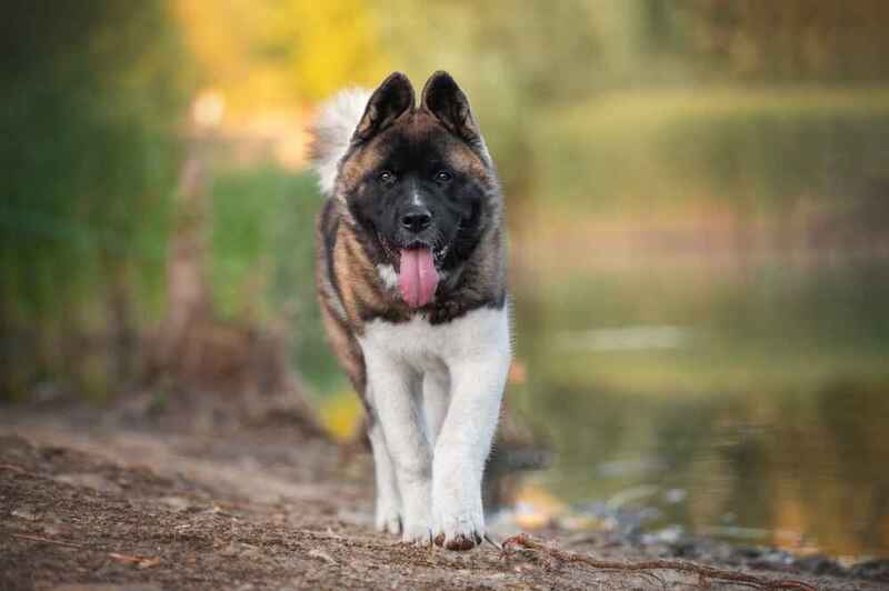 Американская акита – крупная порода