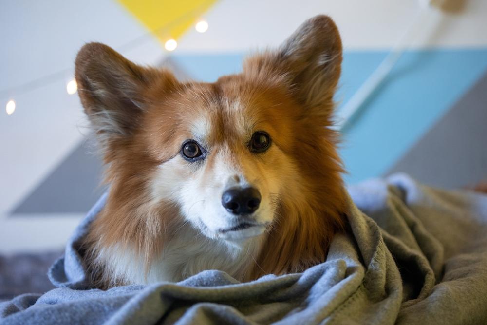 Возможные заболевания корги флаффи