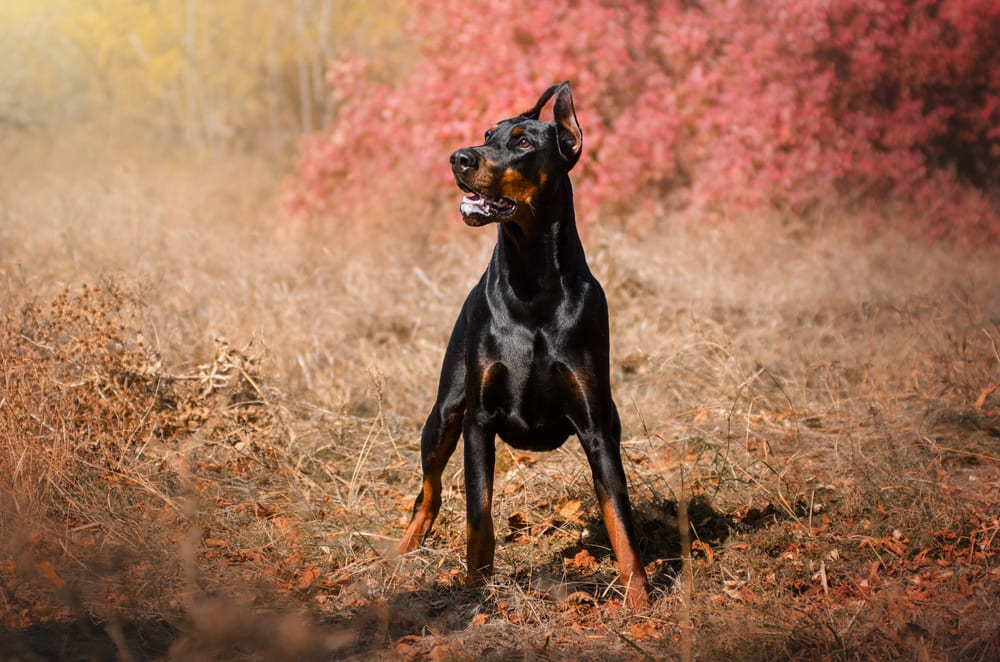 У доберманов есть наследственные болезни