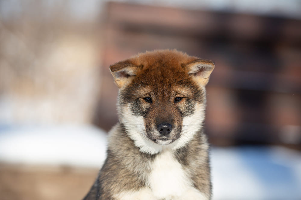 Сикоку нужен сбалансированный рацион