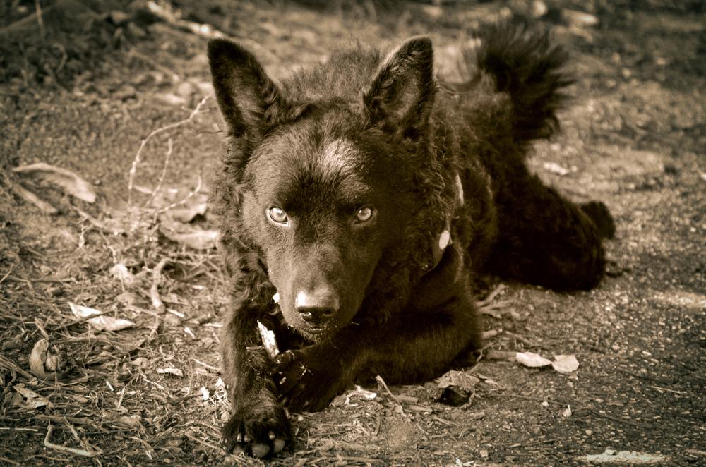 Здоровье и болезни хорватской овчарки