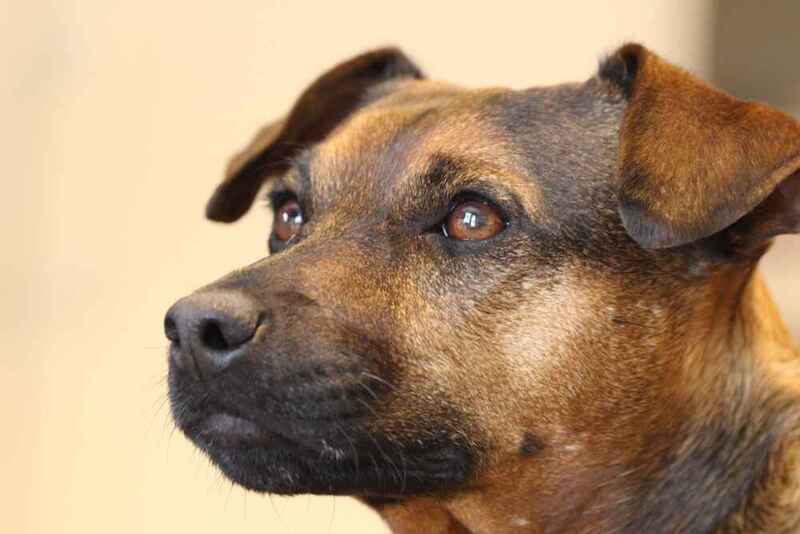 Морда паттердейл-терьера