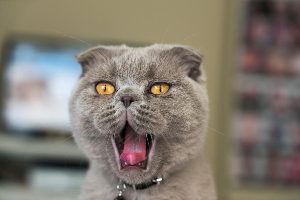 Как выбирать имя для шотландской кошки?